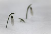Schneeglöckchen im Schnee © Zickbauer Natascha
