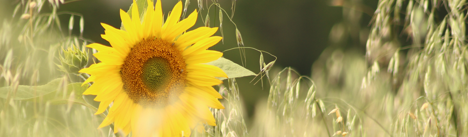Sonnenblumen © Kloster Pernegg